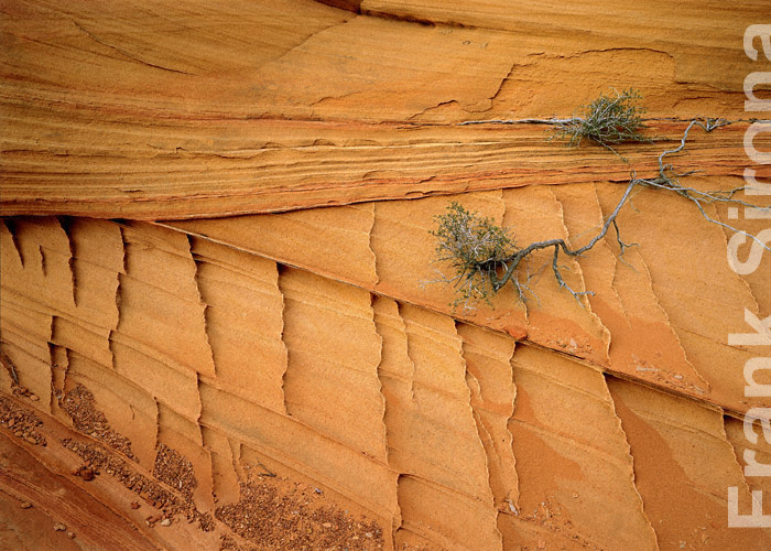 edge of Life Vermillion Cliffs &copy; Frank Sirona