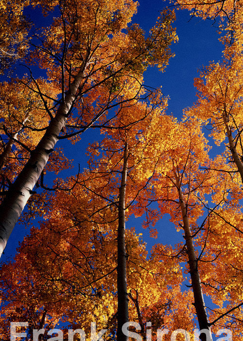 Aspen Sky Durango San Jose National Forest &copy; Frank Sirona