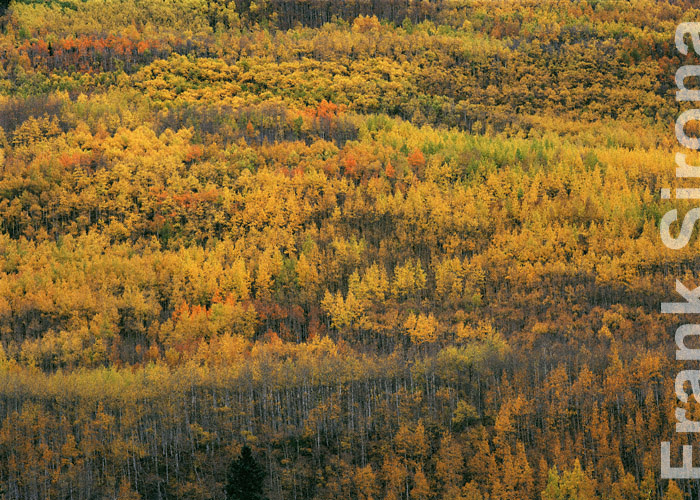 Aspens Farewell Clonal Colonies &copy; Frank Sirona