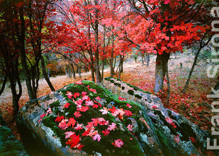 On the rocks Zion Canyon &copy; Frank Sirona