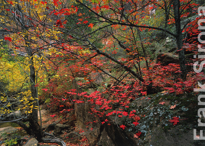 Maple Display Zion Canyon &copy; Frank Sirona