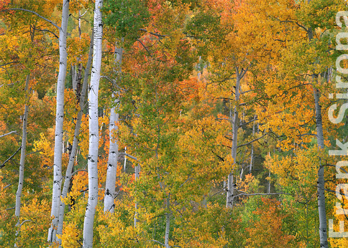 Aspen Transition Uncompahgre National Forest &copy; Frank Sirona