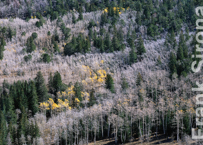 Whren the Leaves are gone Toyabe National Forest &copy; Frank Sirona
