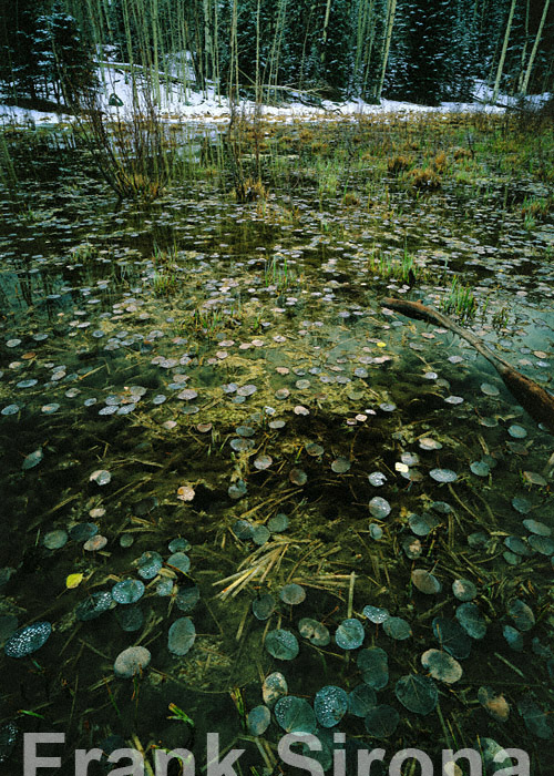 Winter's Tears Boulder Mountain &copy; Frank Sirona