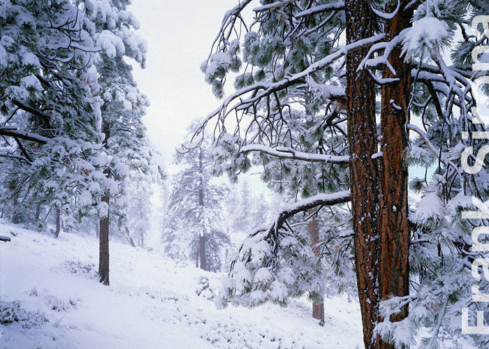 Snow Load Bryce Canyon &copy; Frank Sirona