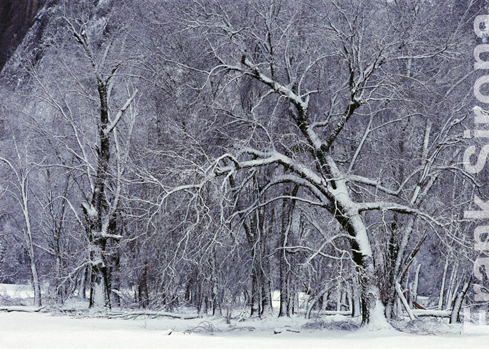 Snowbound Yosemite &copy; Frank Sirona